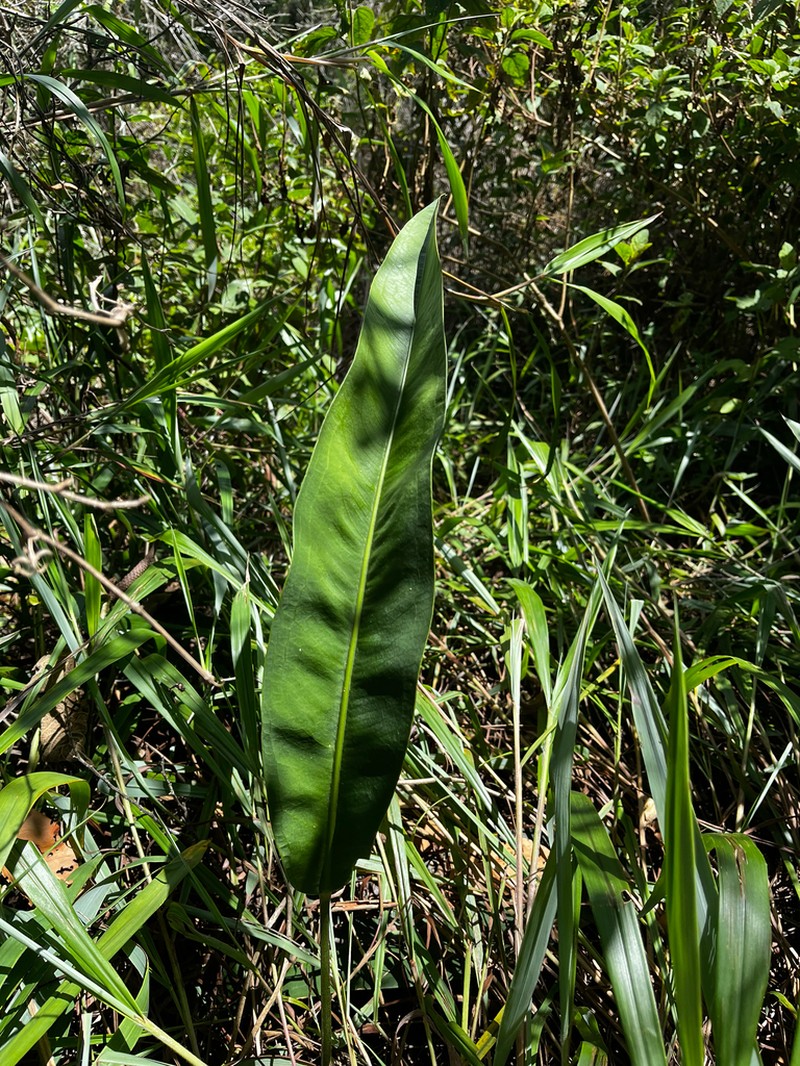Anthurium fragae photo 4
