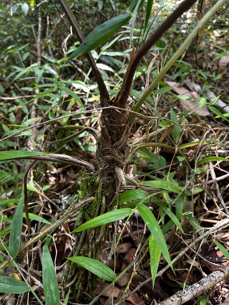 Anthurium fragae photo 5
