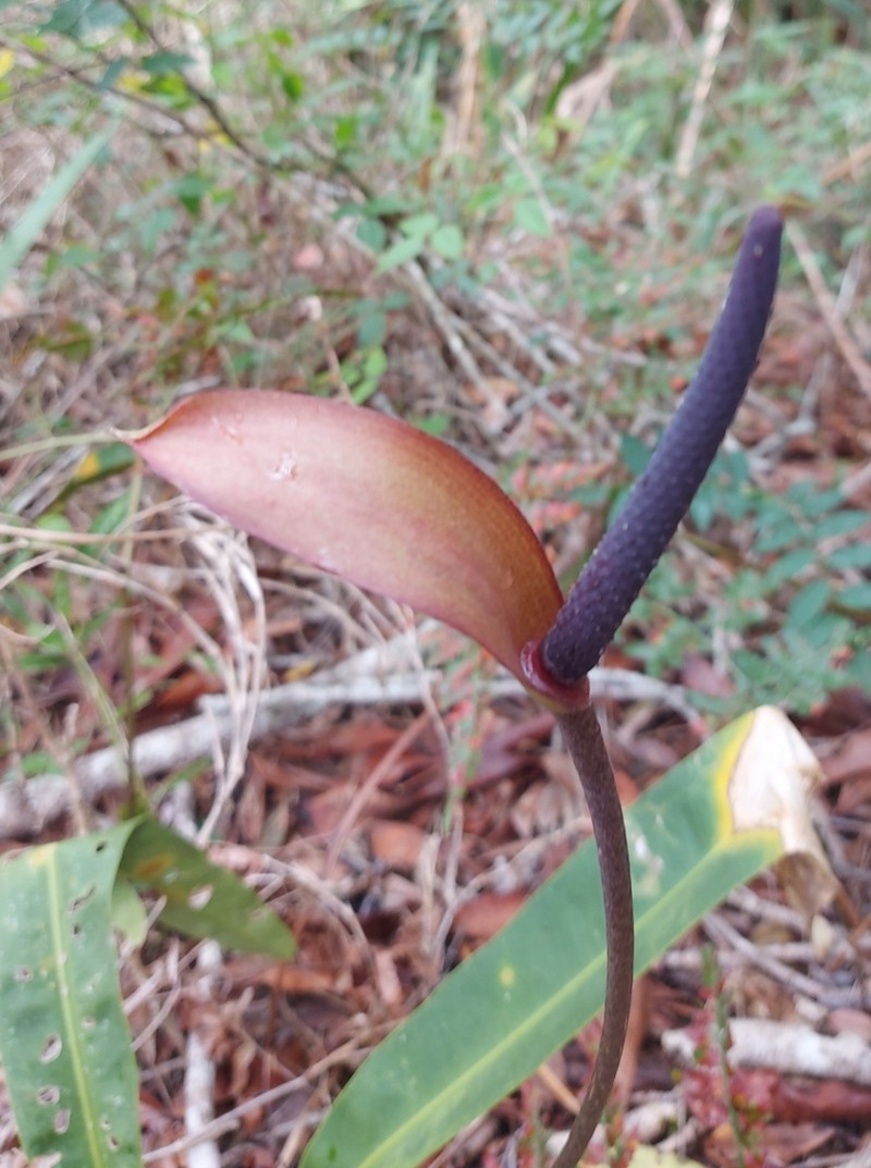 Anthurium fragae photo 6