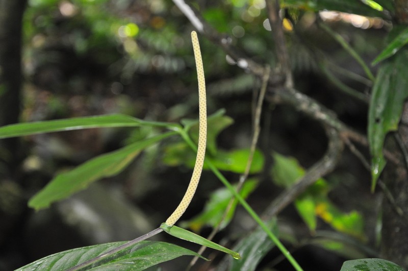 Anthurium fragrantissimum photo 4