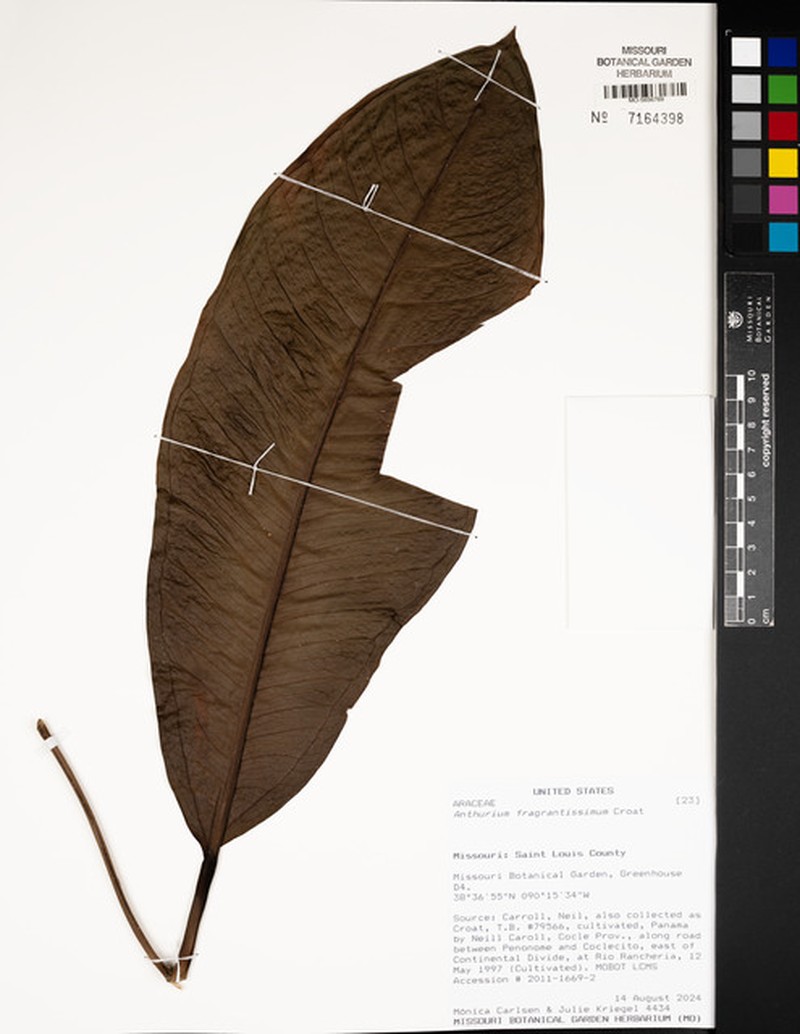 Anthurium fragrantissimum photo 5