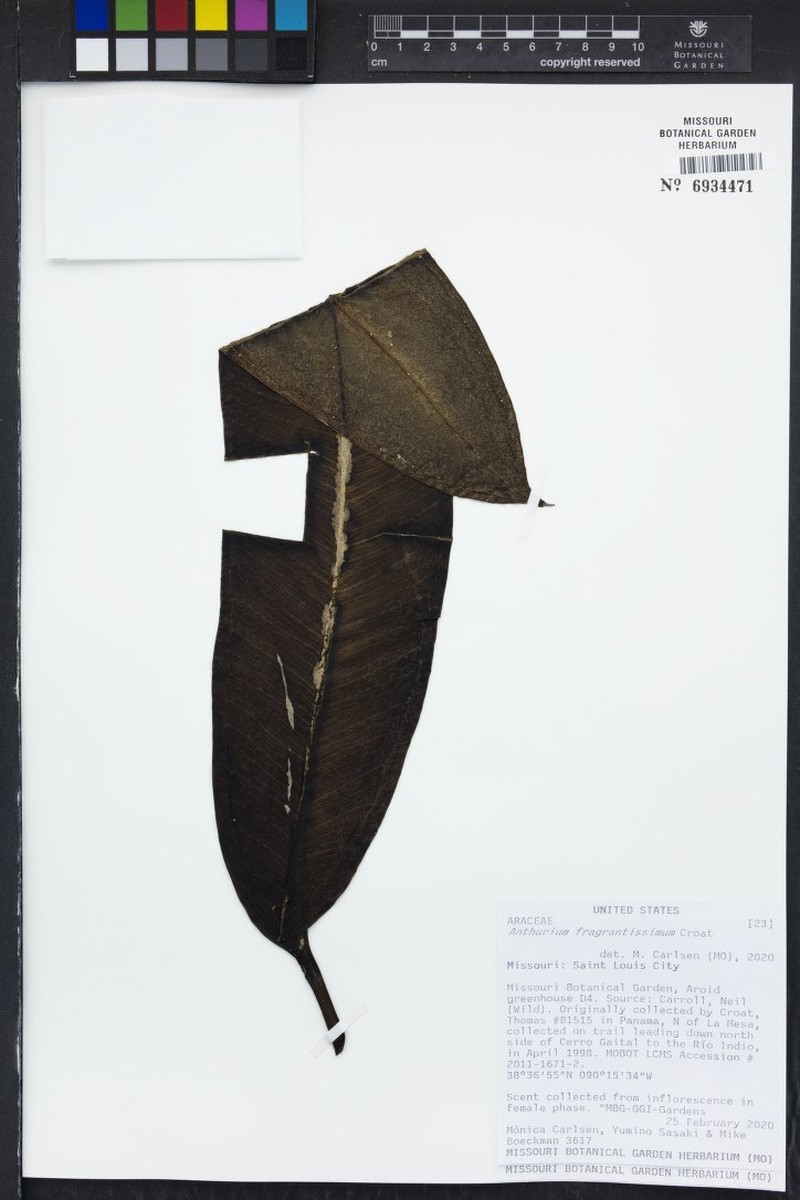 Anthurium fragrantissimum photo 6
