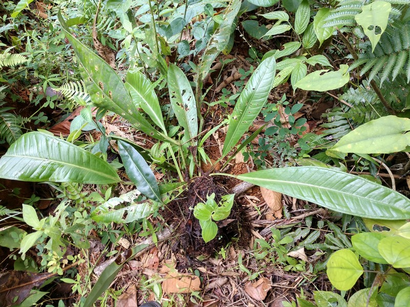 Anthurium fragrantissimum photo 2