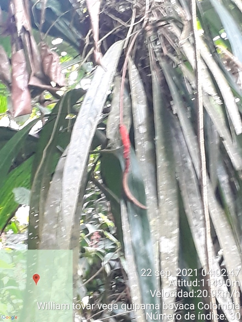 Anthurium friedrichsthalii