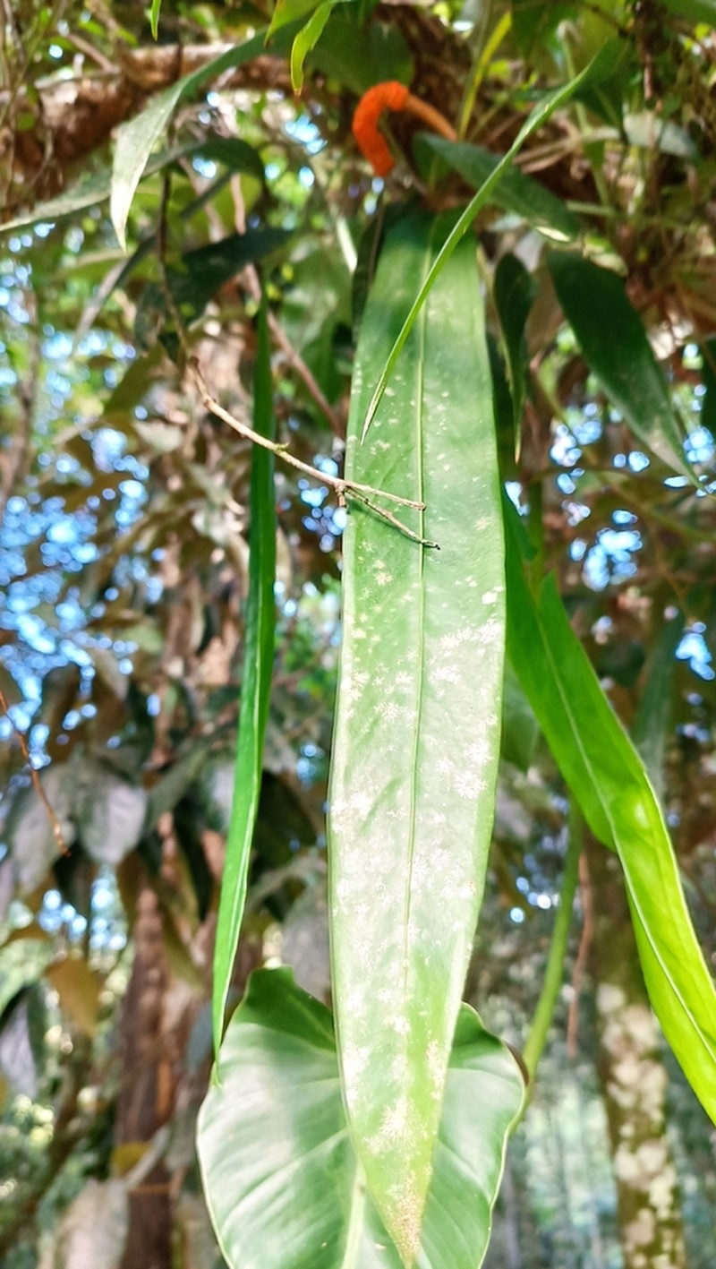 Anthurium friedrichsthalii photo 2