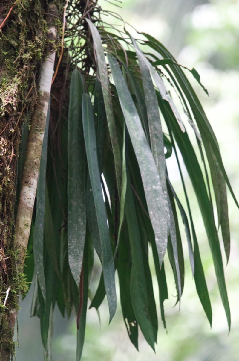 Anthurium friedrichsthalii photo 3