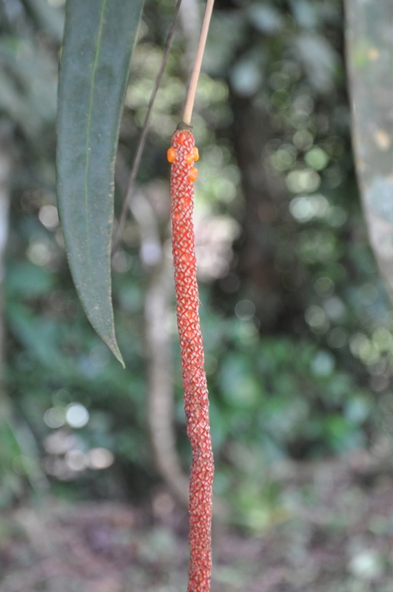 Anthurium friedrichsthalii photo 6