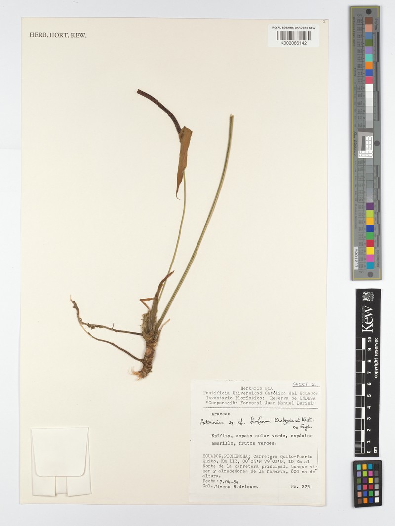 Anthurium funiferum photo 2
