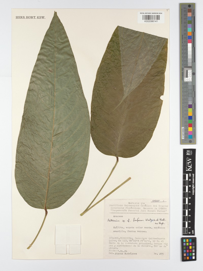 Anthurium funiferum photo 3