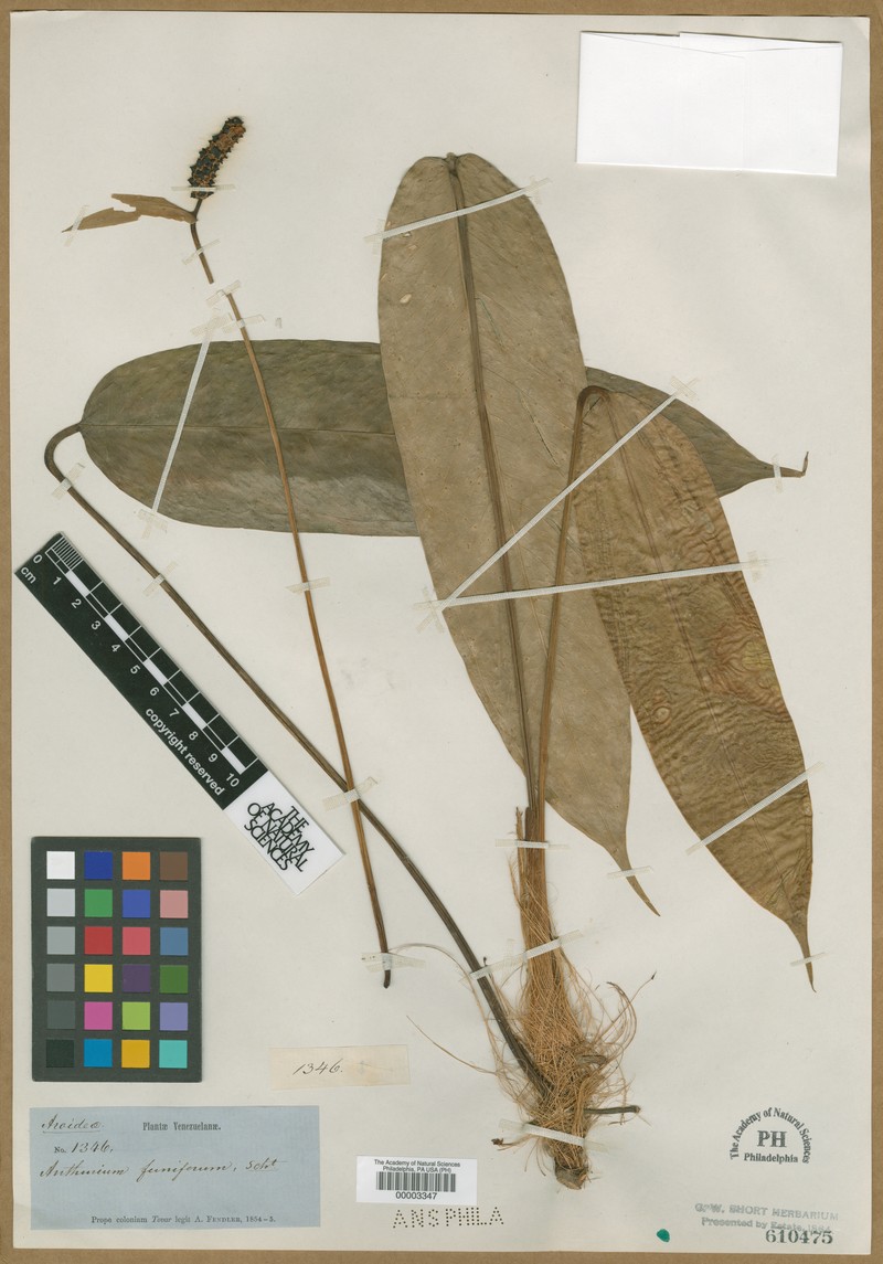 Anthurium funiferum