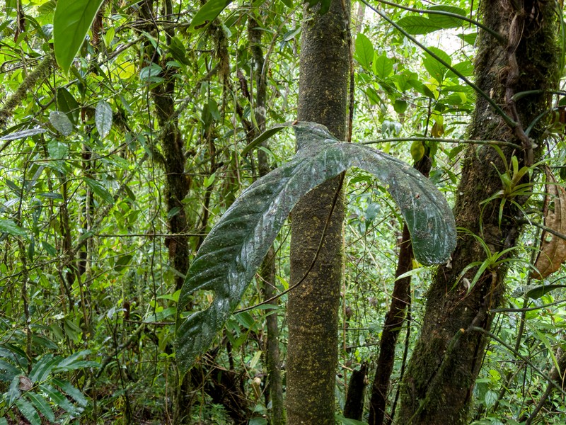 Anthurium furcatum