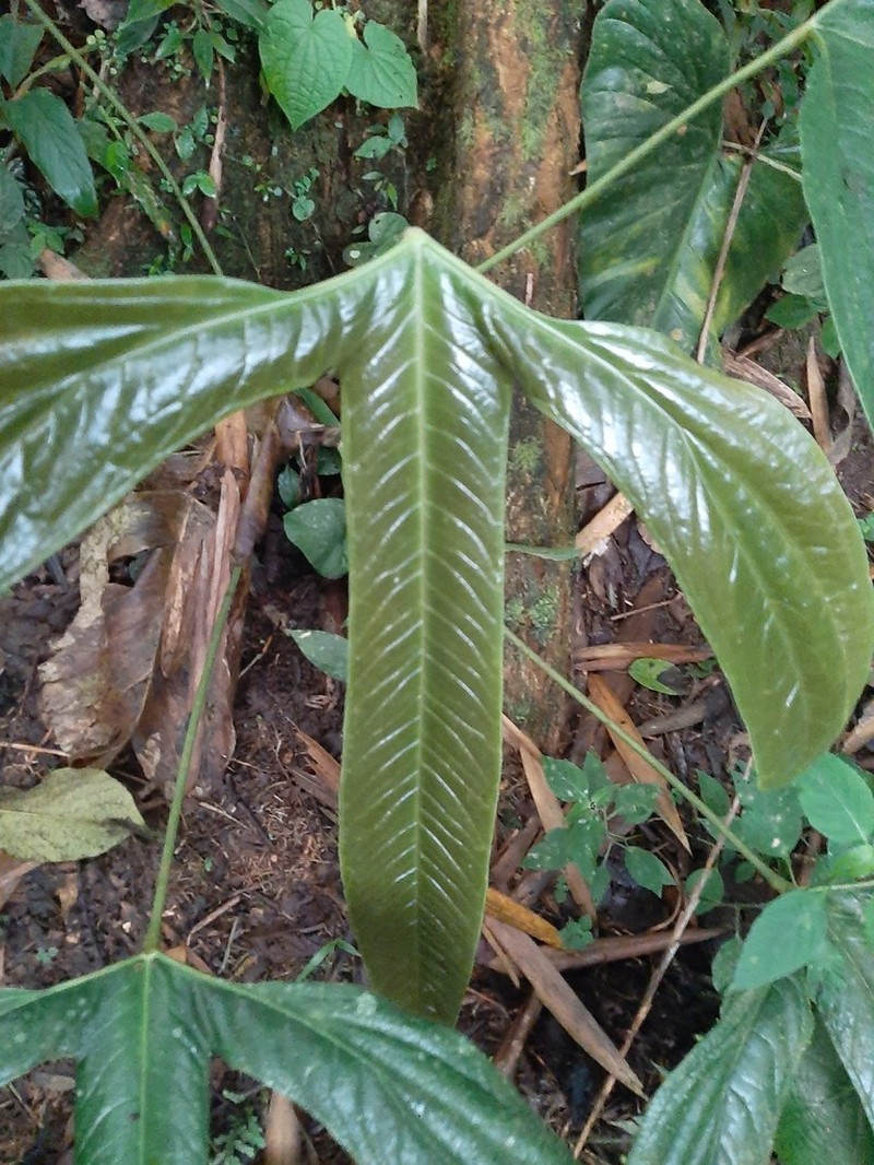 Anthurium furcatum photo 2