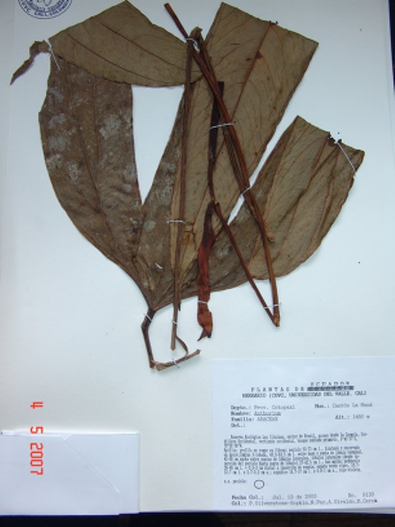 Anthurium furcatum photo 4