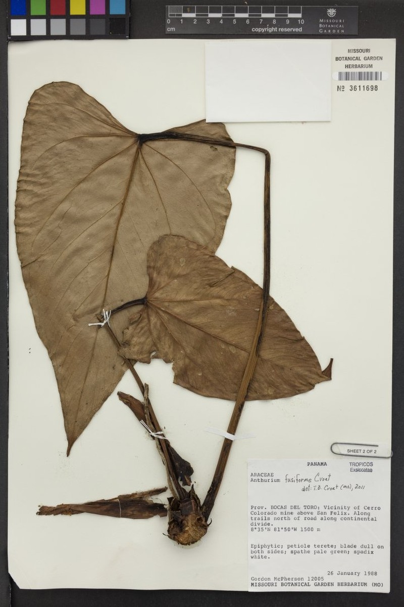 Anthurium fusiforme photo 5