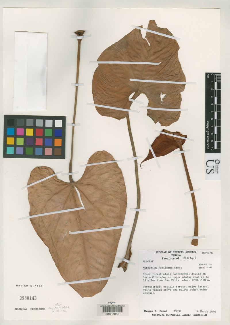 Anthurium fusiforme