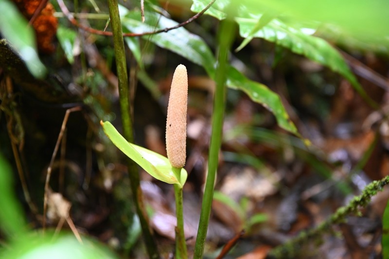 Anthurium fusiforme