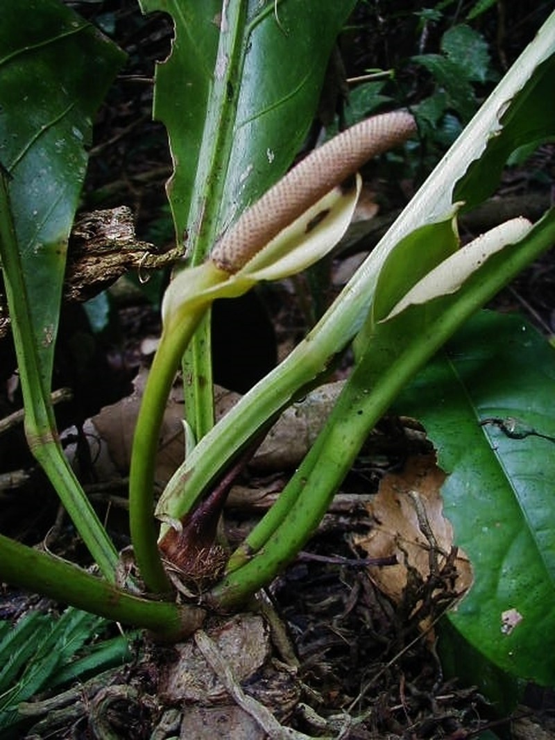 Anthurium galactospadix