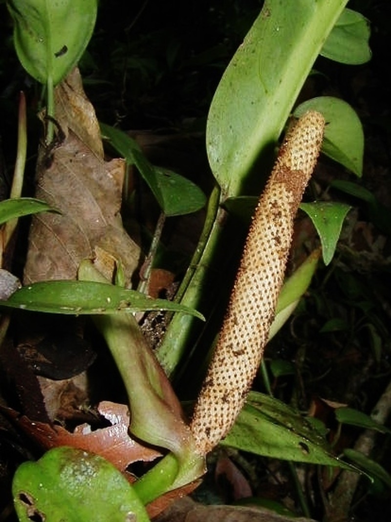 Anthurium galactospadix photo 2