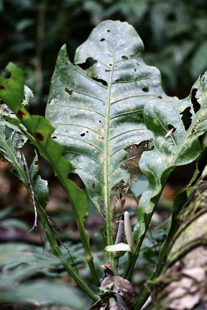 Anthurium galactospadix photo 3
