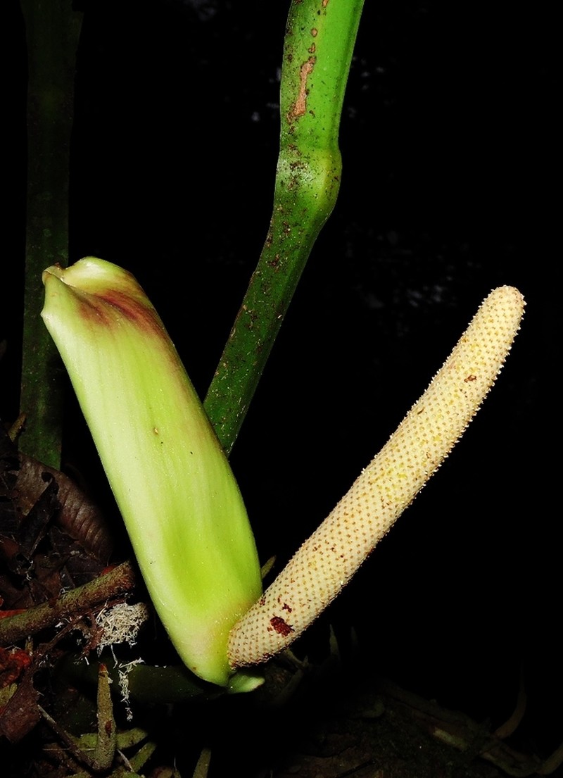 Anthurium galactospadix photo 4