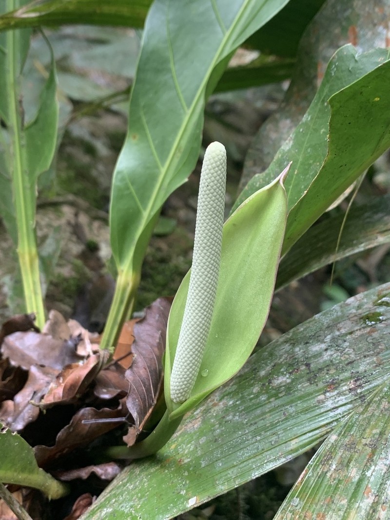 Anthurium galactospadix photo 6