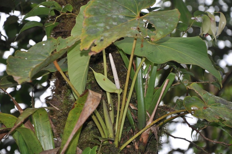 Anthurium gallegoanum photo 4