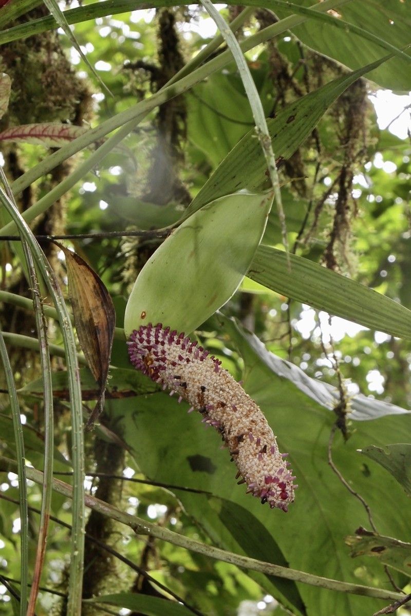 Anthurium gallegoanum