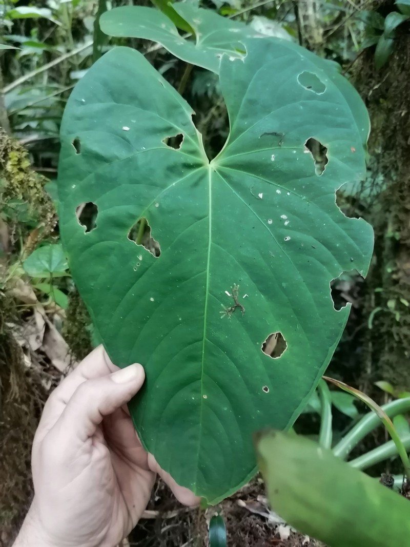 Anthurium gallegoanum photo 2