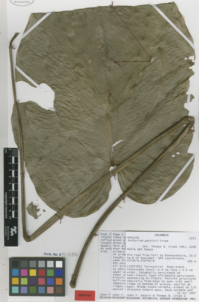 Anthurium gaskinii