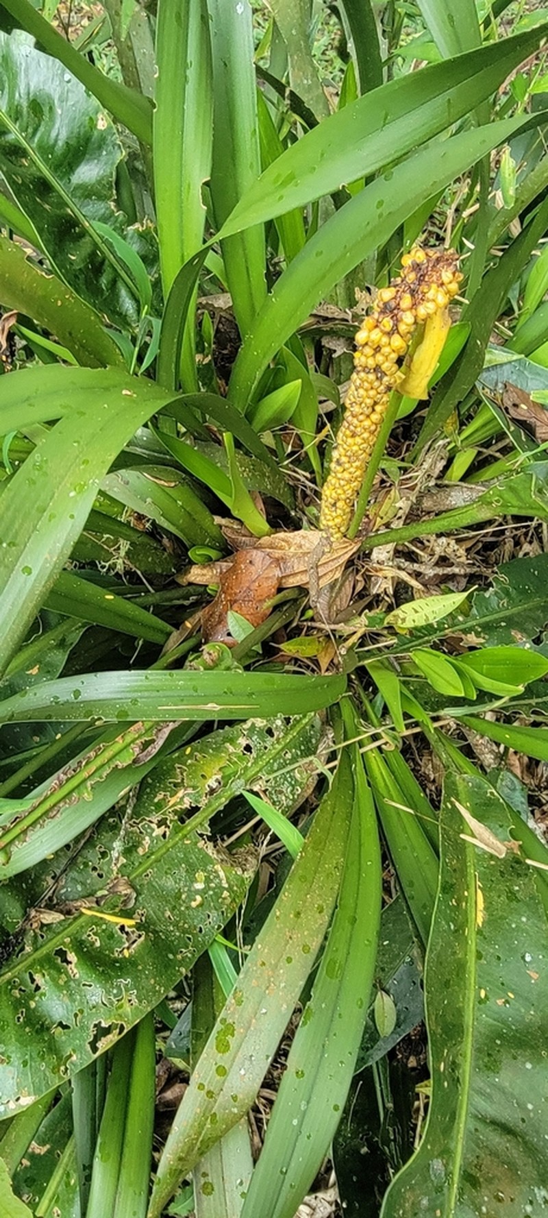 Anthurium gaudichaudianum