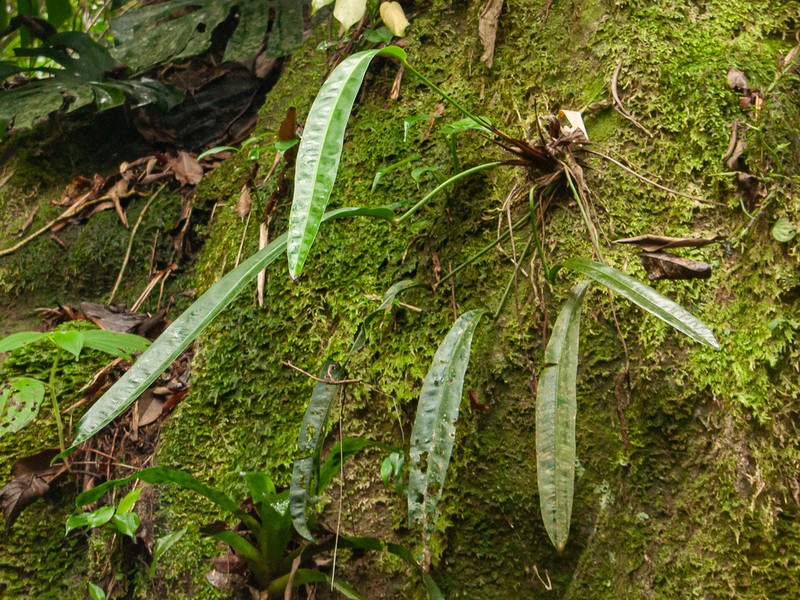 Anthurium gaudichaudianum photo 2