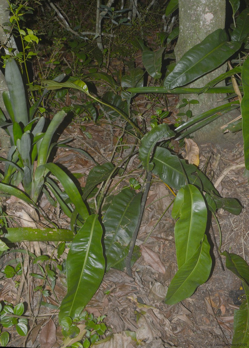 Anthurium gaudichaudianum photo 3