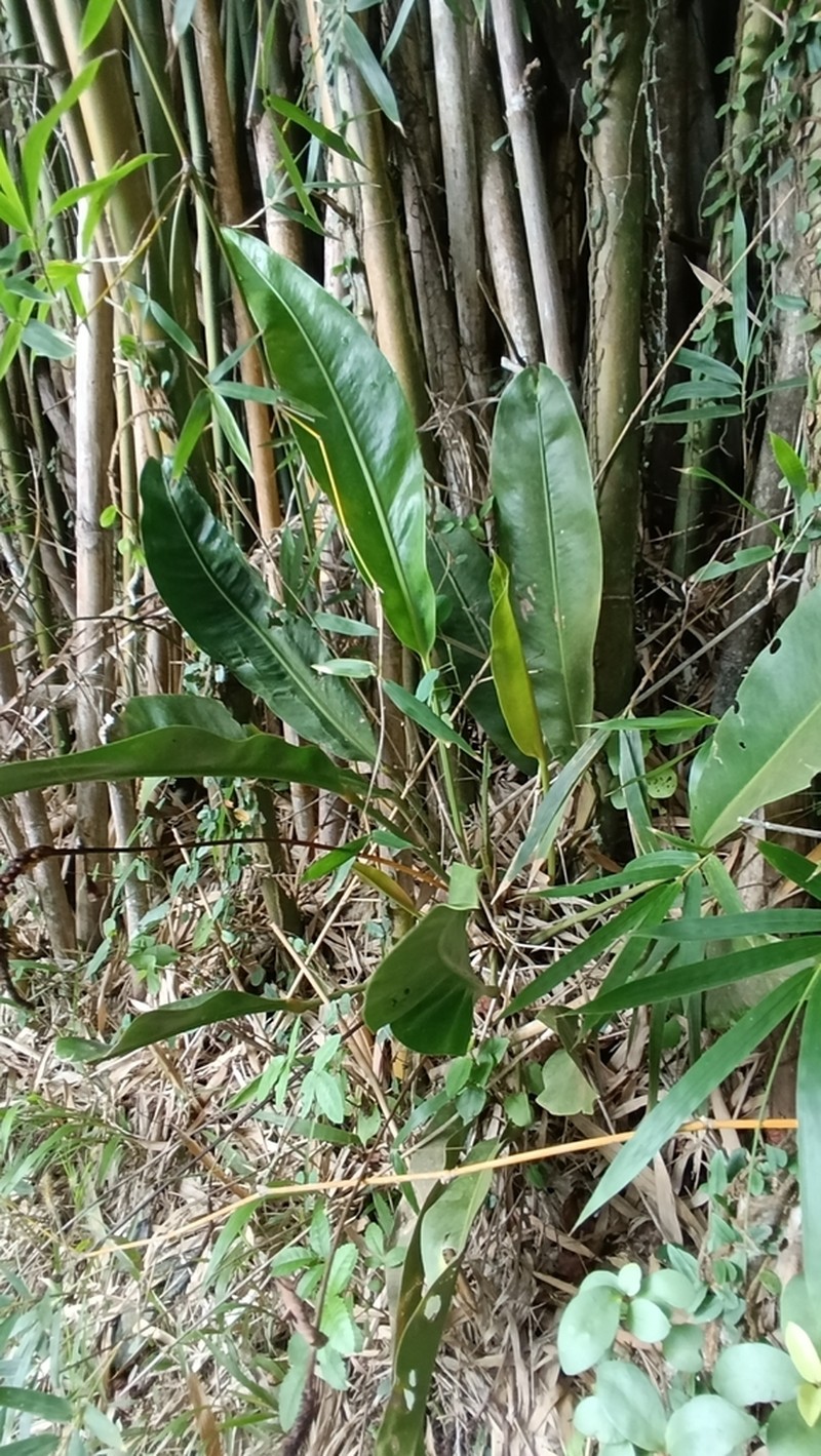 Anthurium gaudichaudianum photo 4