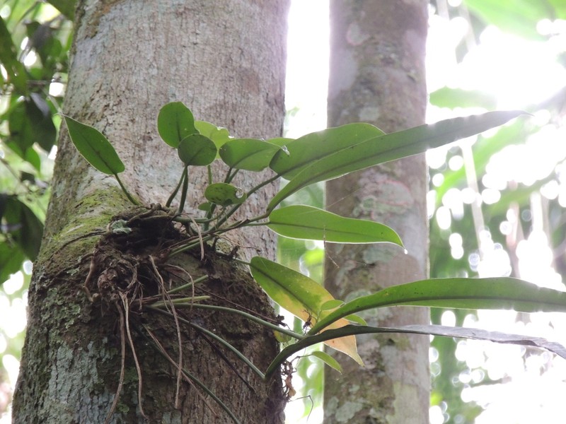 Anthurium gaudichaudianum photo 6