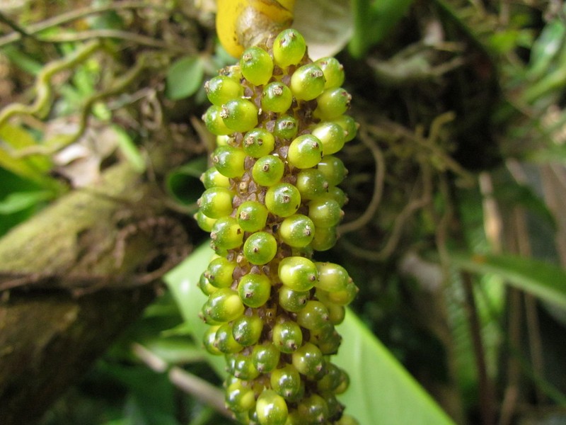 Anthurium gaudichaudianum photo 8