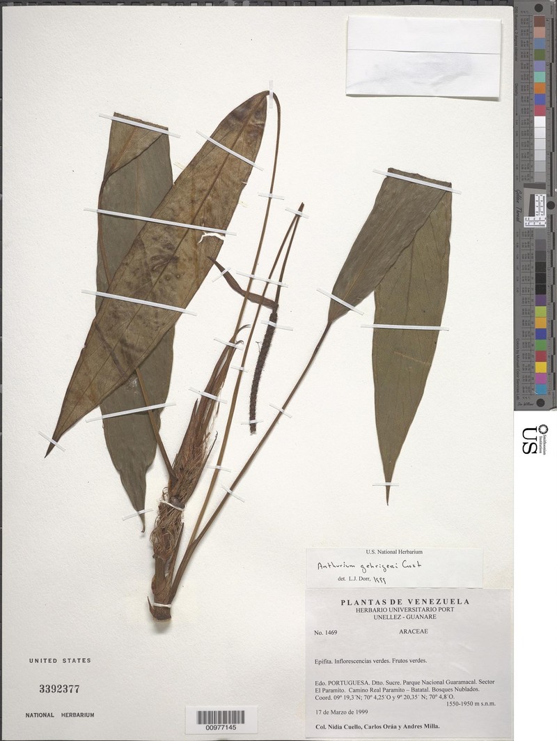 Anthurium gehrigeri