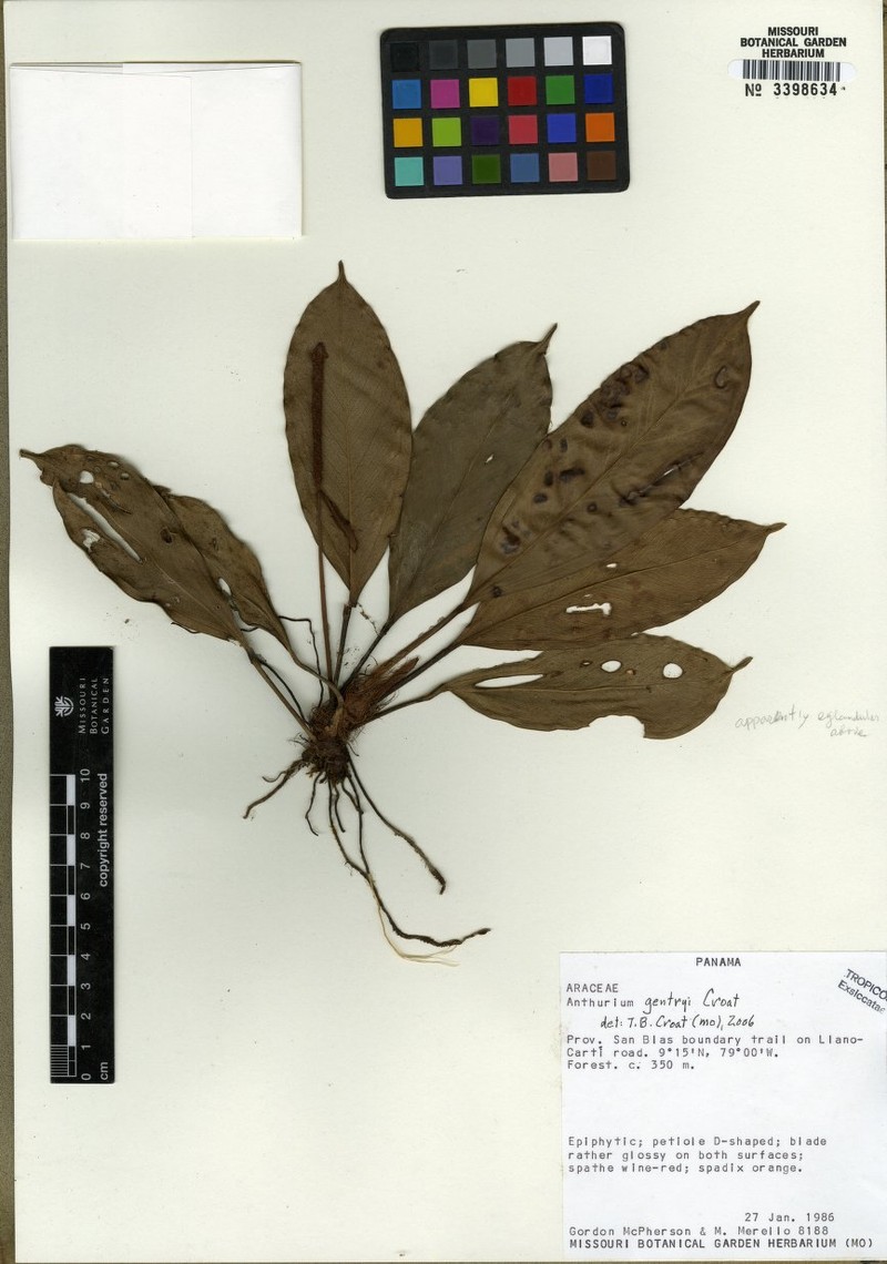 Anthurium gentryi