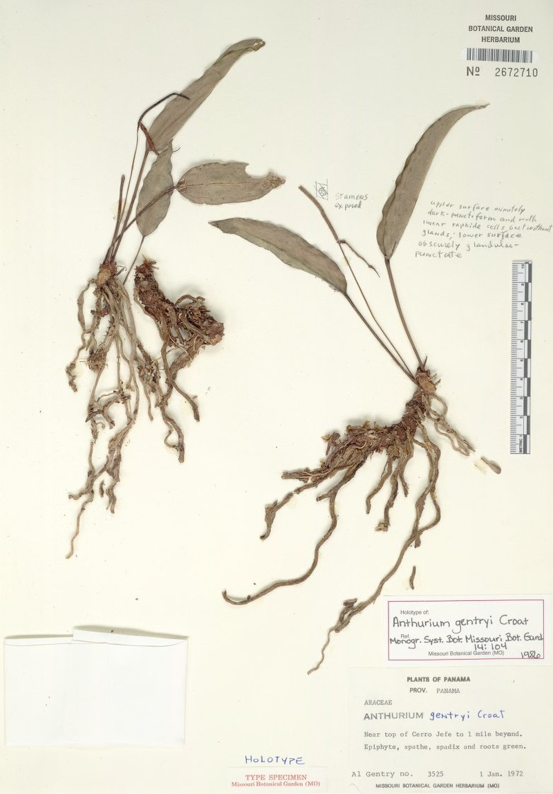 Anthurium gentryi photo 4