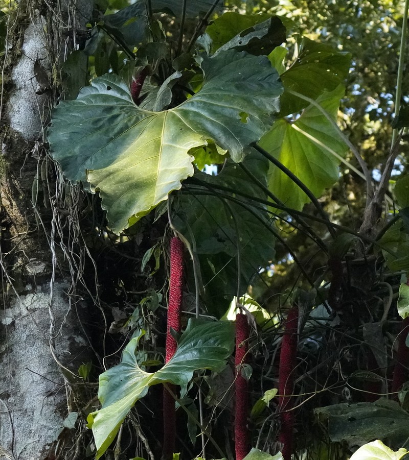 Anthurium giganteum