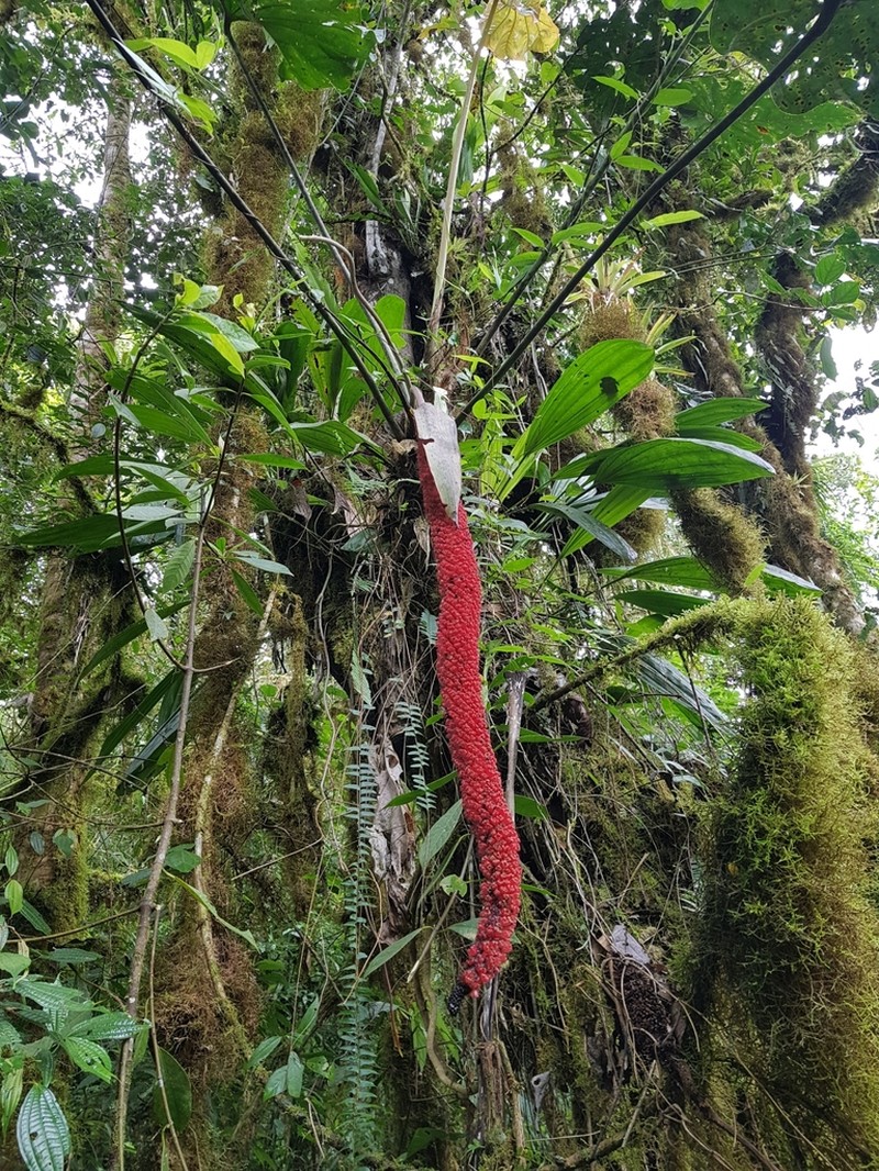 Anthurium giganteum photo 2