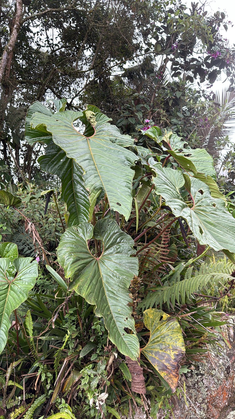 Anthurium giganteum photo 3