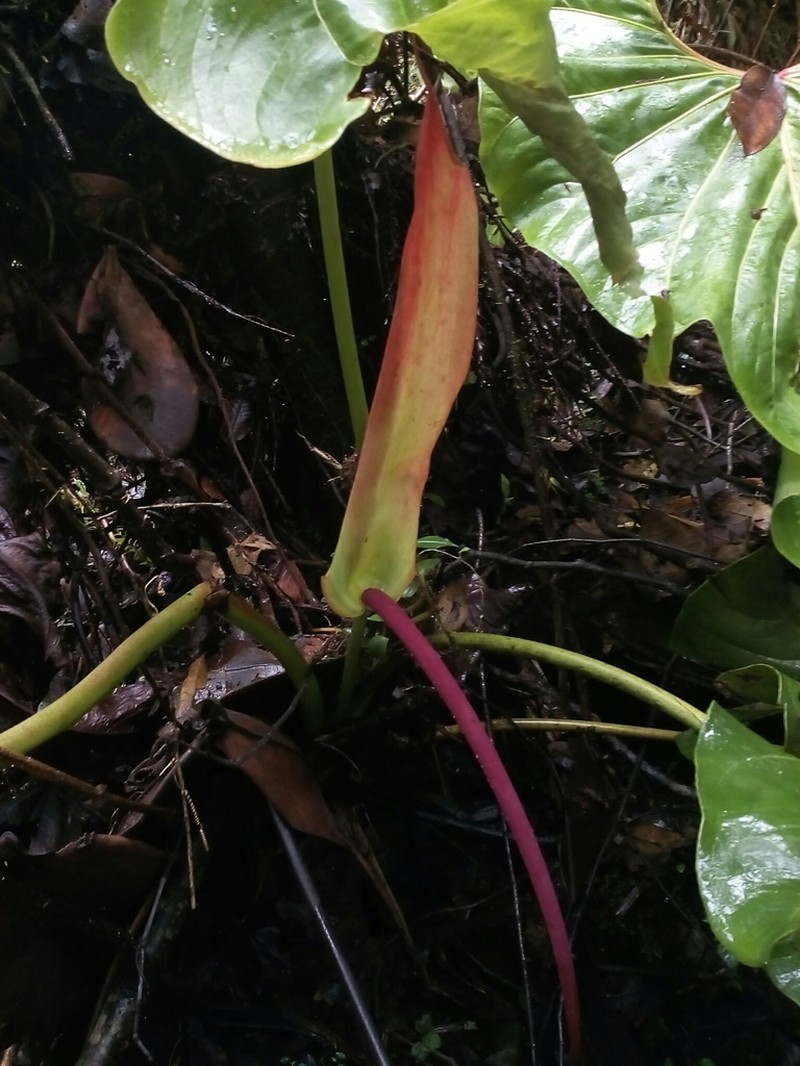 Anthurium giganteum photo 4