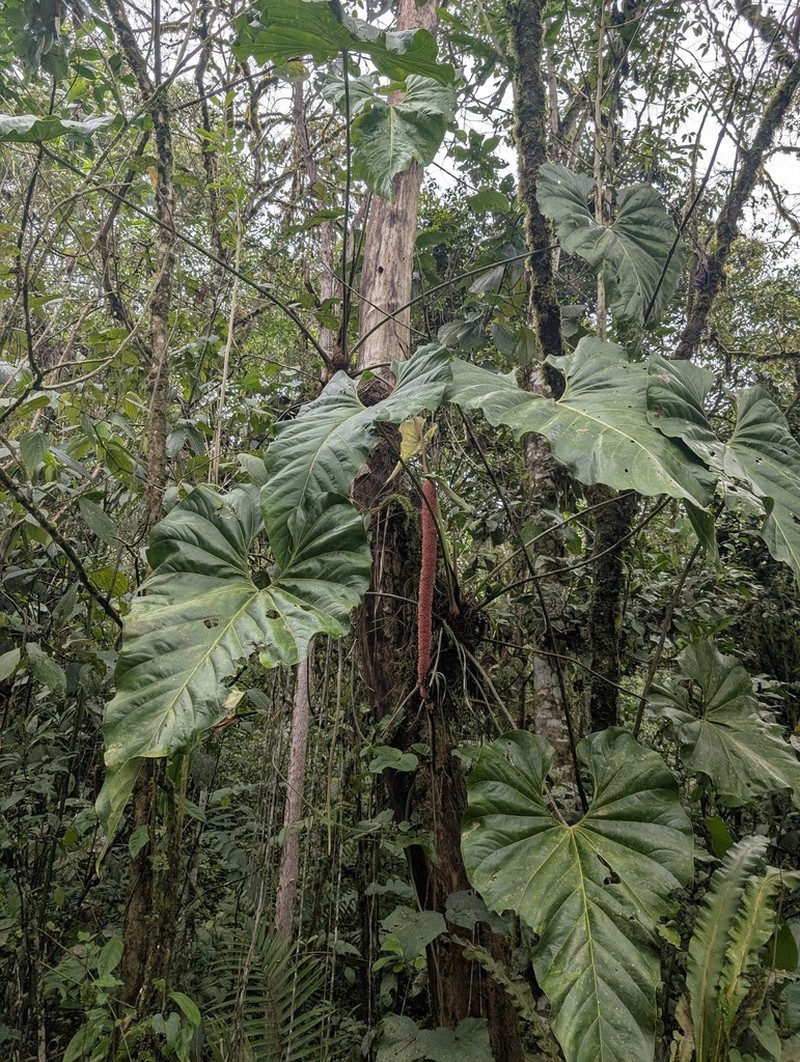 Anthurium giganteum photo 5