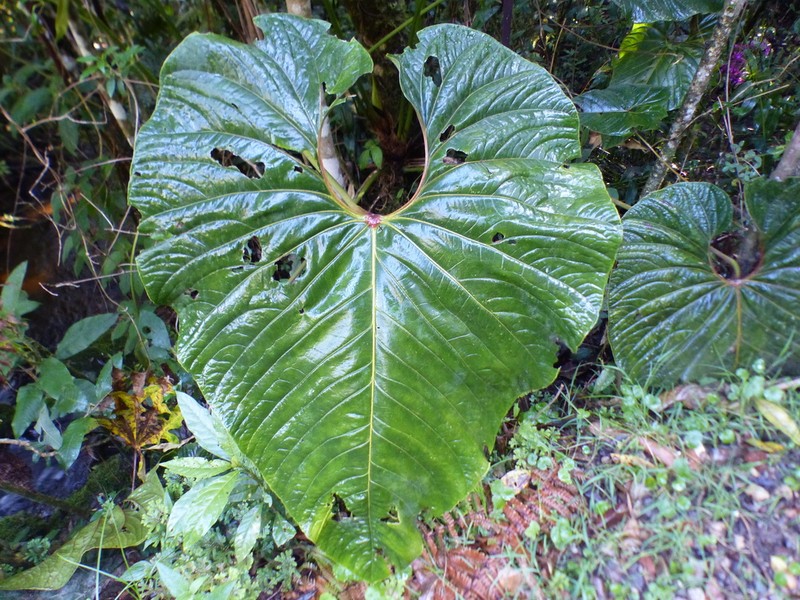 Anthurium giganteum photo 6