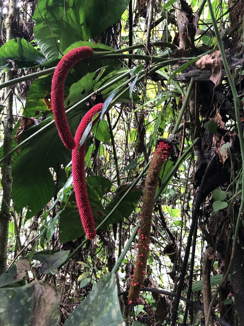Anthurium giganteum photo 7