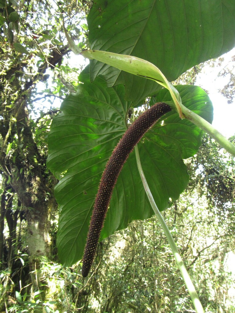 Anthurium giganteum photo 8