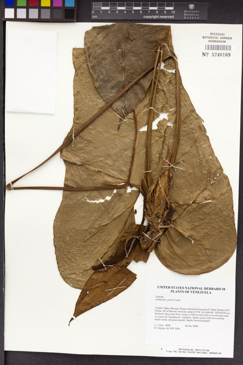Anthurium ginesii photo 2