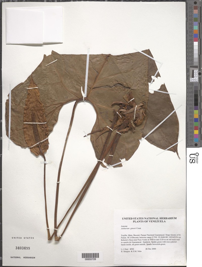 Anthurium ginesii photo 3