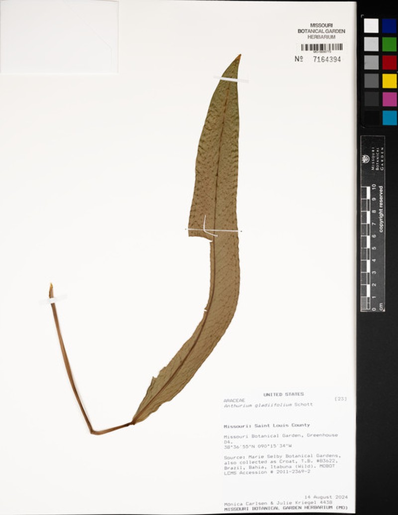 Anthurium gladiifolium photo 3