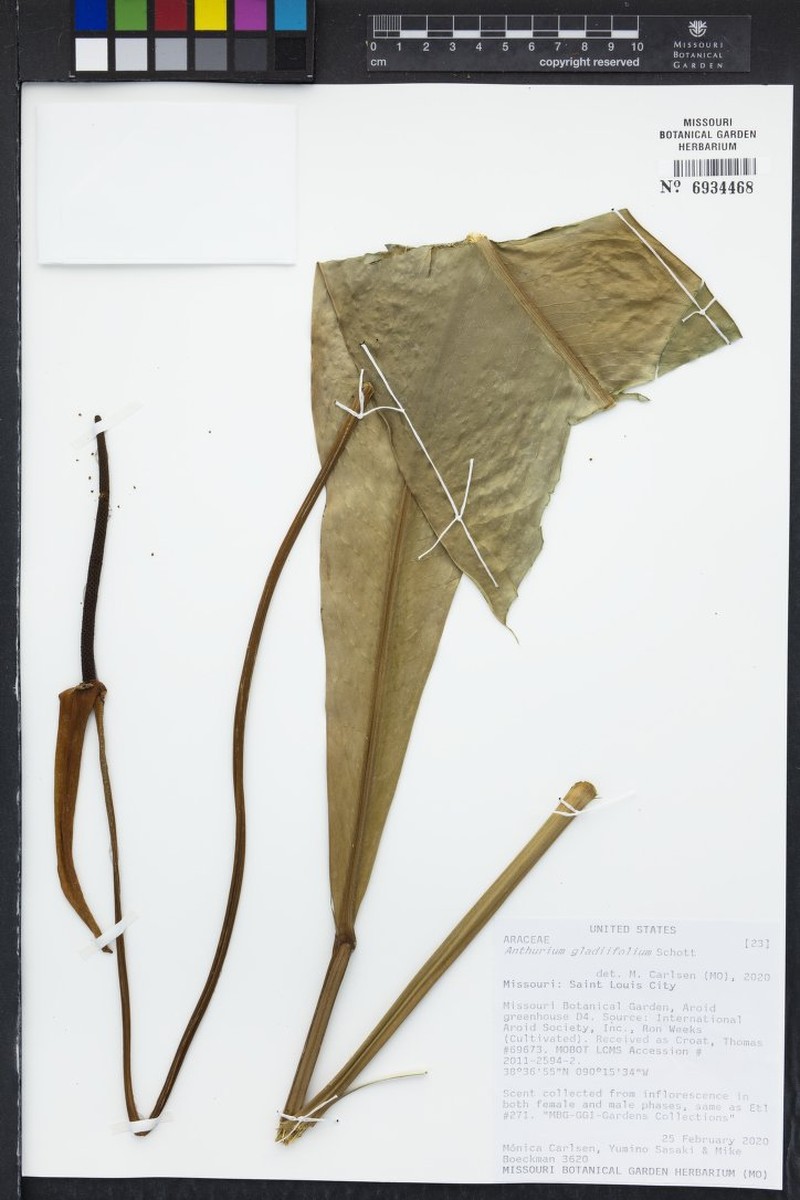 Anthurium gladiifolium photo 4